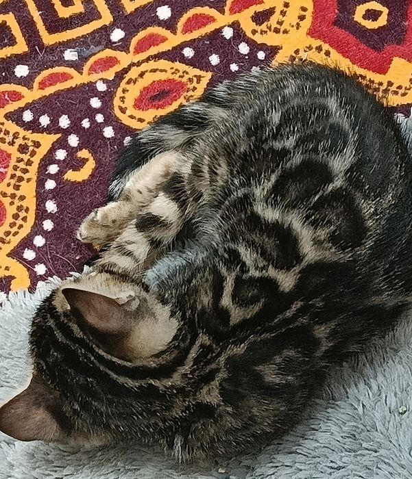 Бенгальские котята