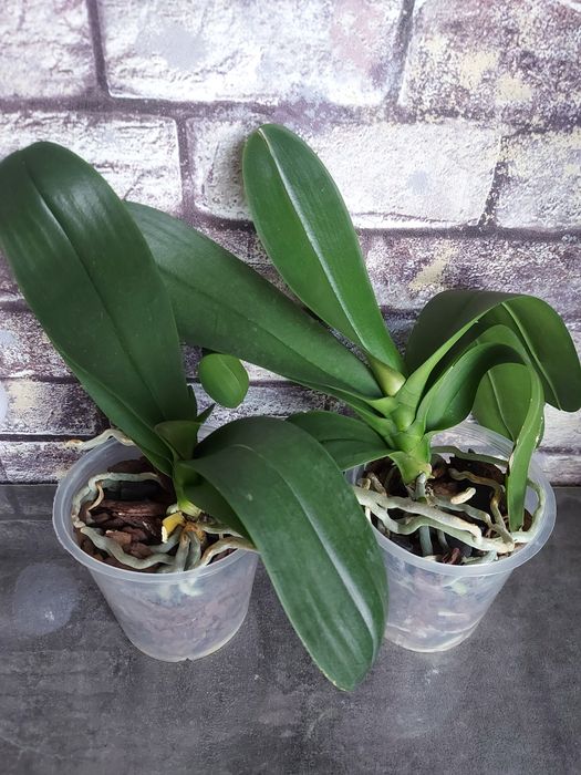 Продам орхидею фаленопсис