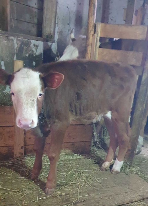 Vițică bălțată 2 luni