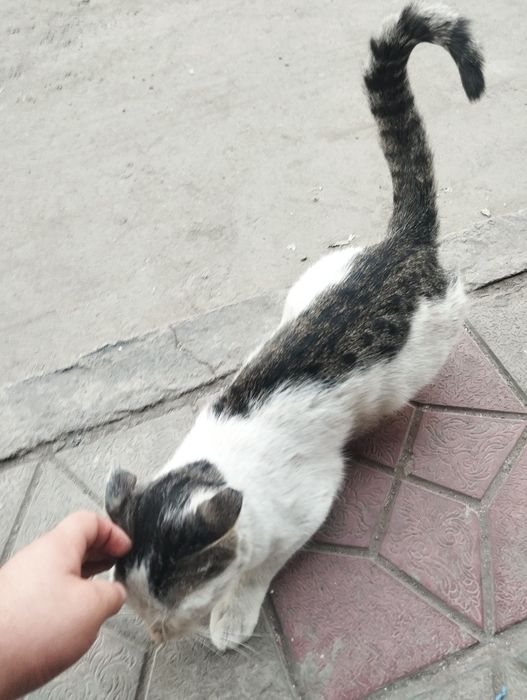 Кошку отдам даром