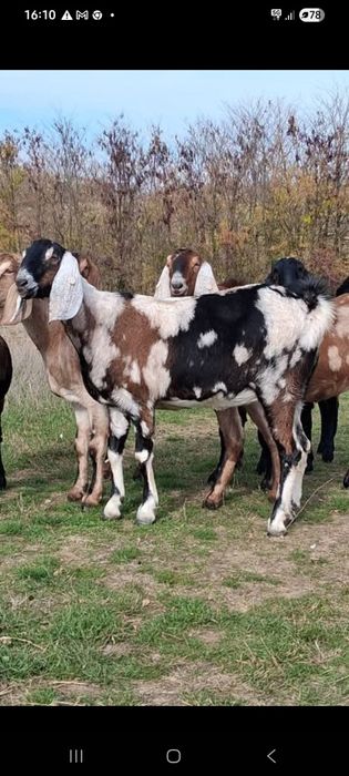 Vând capre Anglo Nubiene cu Pedigree