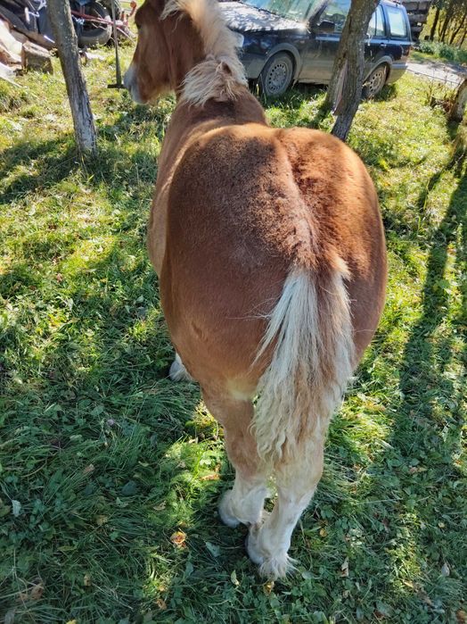 Mânz de 5 luni foarte blând de vânzare