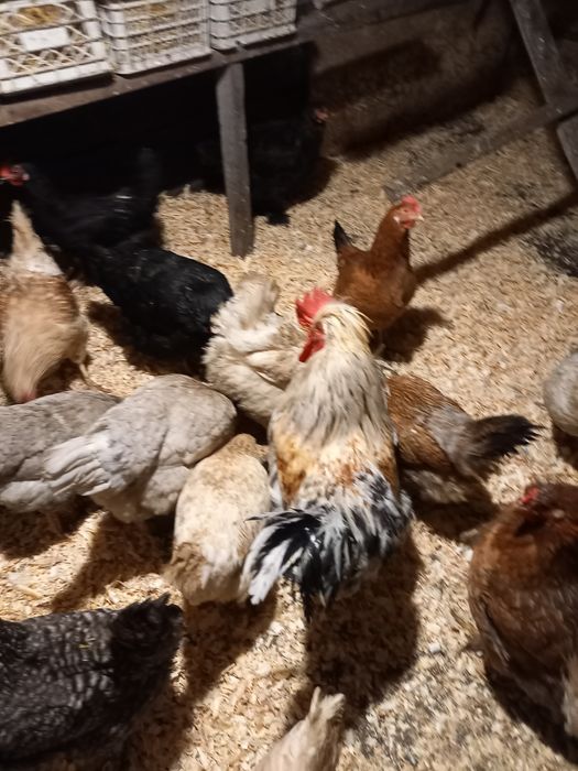 Продам домашних курей