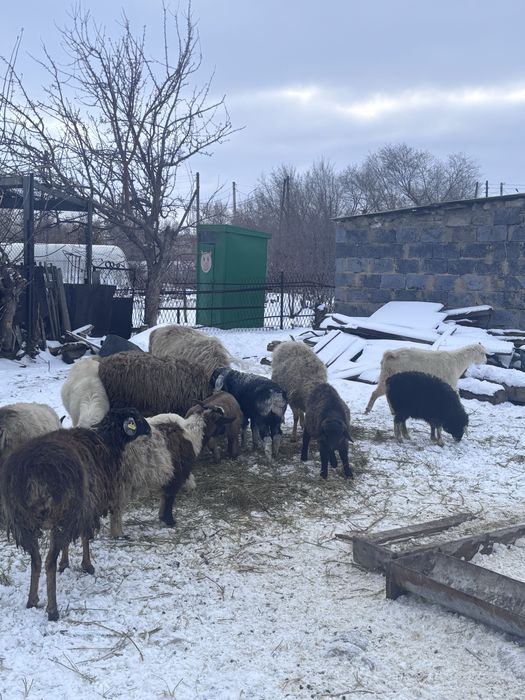 Ұсақ мал сатамын қой ешкі