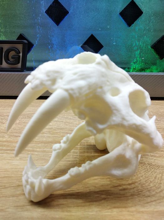 Череп саблезубова  тигра