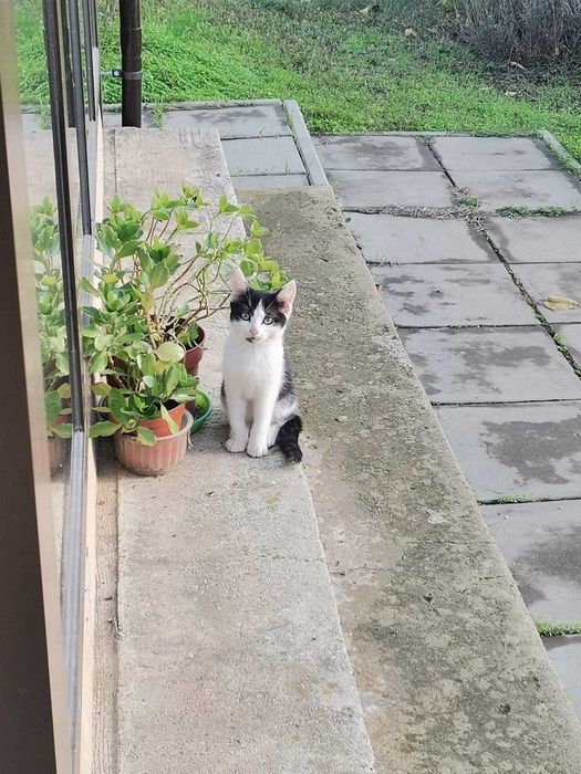 Pisoi - Motanel 2-3 luni – Ilfov, Bucuresti