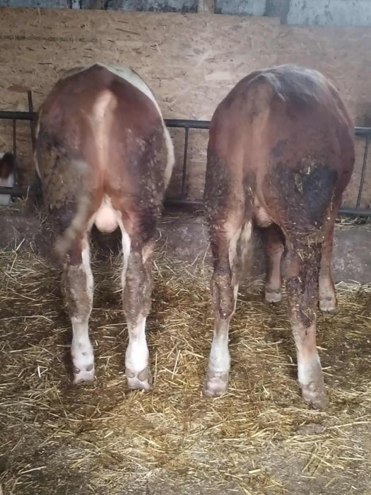 Vând 5 tăurași de rasa bălțată românească