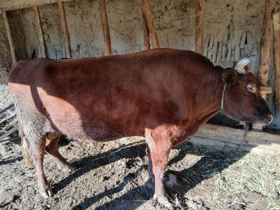 Ho'kiz sotiladi ..  2.5 yoshar