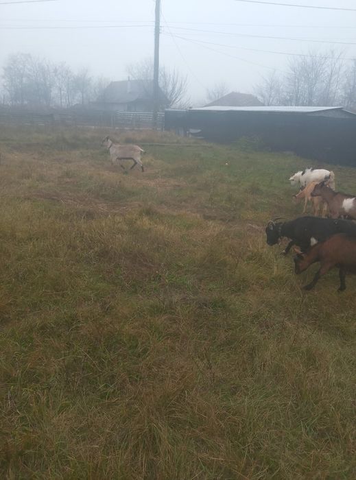 Capre de vânzare urgent