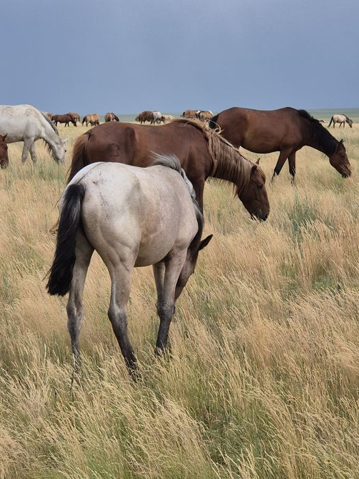 Продам тай полтарашка