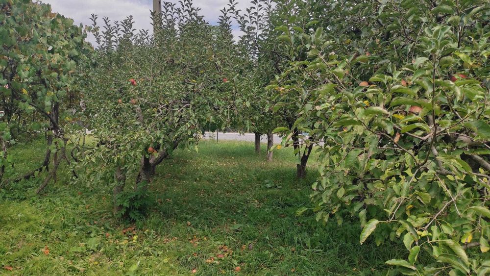 casa Provita de Sus 5 camere+ teren 2250 mp, acces strada, utilitati