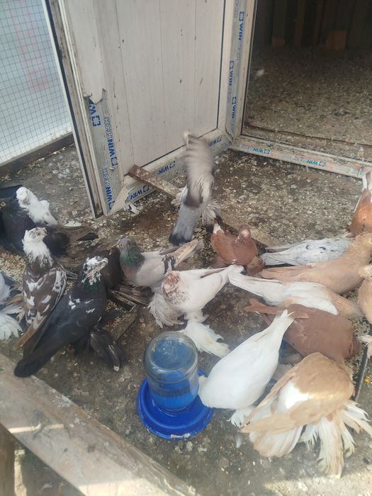 Продам голубеи разных