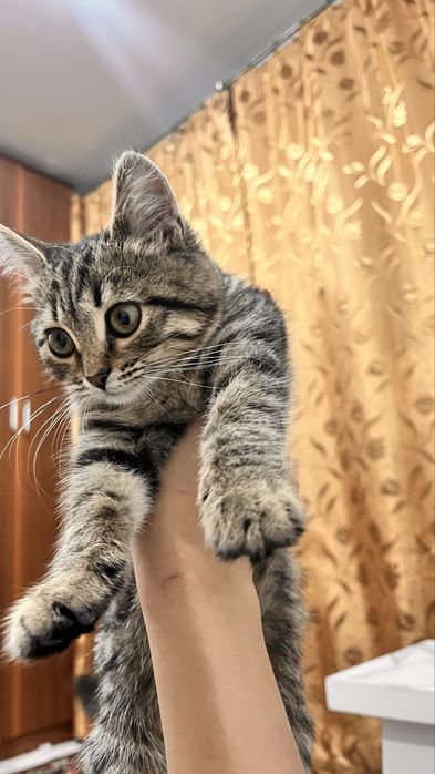 продам породистого котика