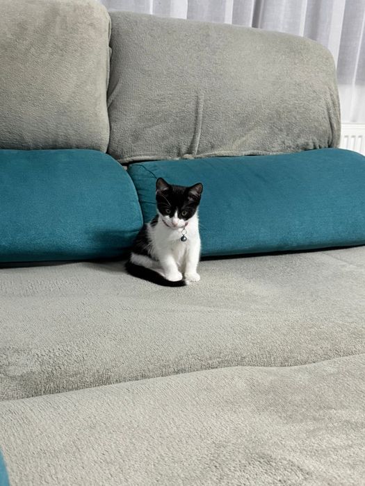 Dau spre adopție pisicuță,are 8 săptămâni