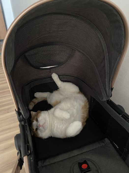 Отдаём Кота в добрые и ответственные руки