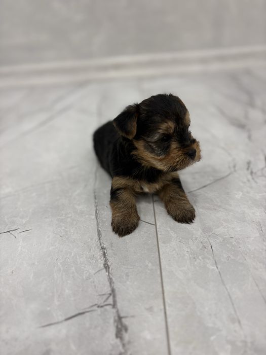 Йоркширски териер