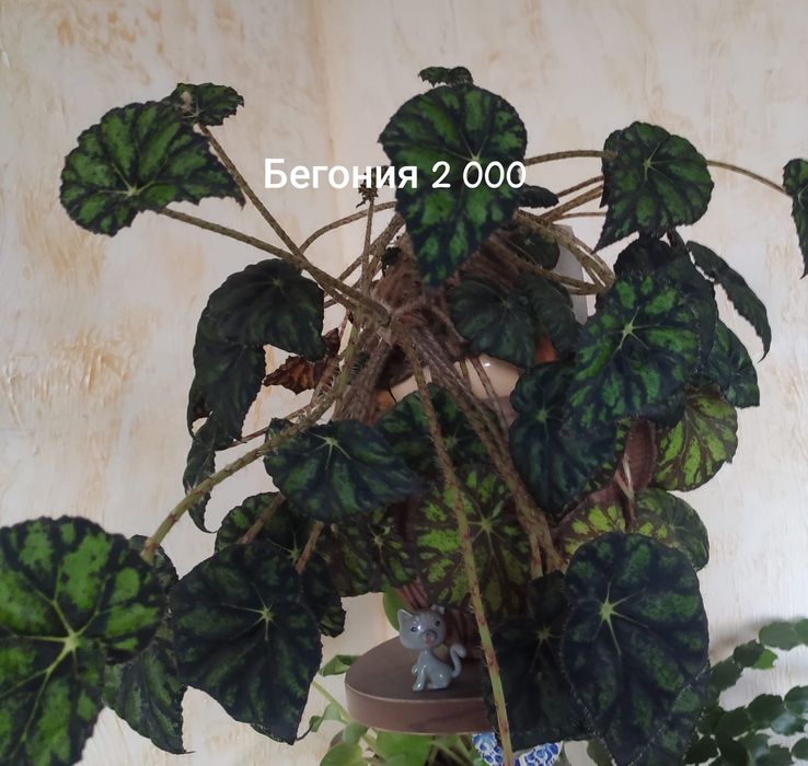 Комнатные цветы фиалка, бегония, колерия, алоэ вера