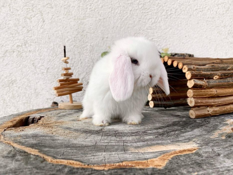 Iepuri pitici de companie berbec pitic mini lop holland lop