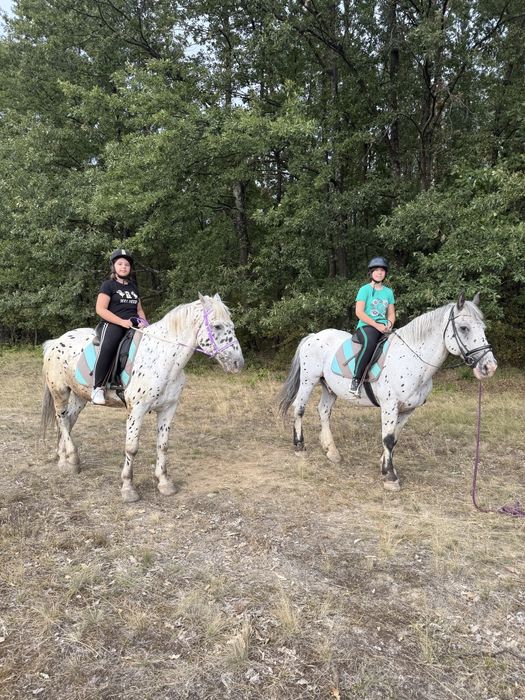 De Vanzare Pereche Cai APPALOOSA