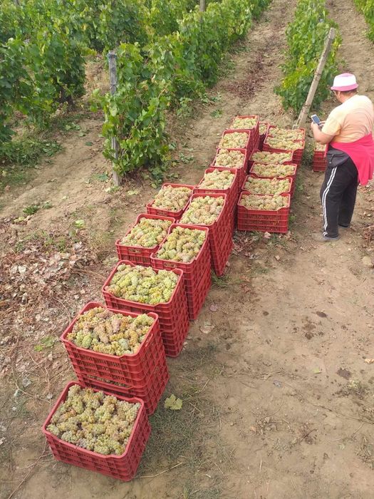 Vand struguri pentru vin ! Transport la domiciliu