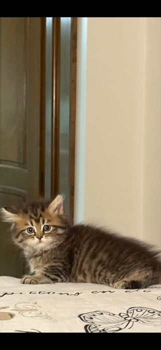 Pisica british longhair tabby