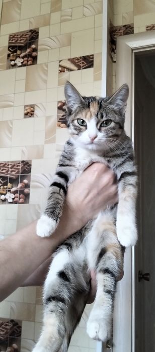 Отдам кошечку в добрые руки