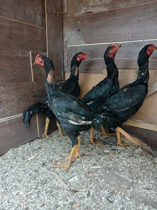 Qoni toza qoratoylar sotildi