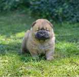 Chow chow rasa pura pedigree