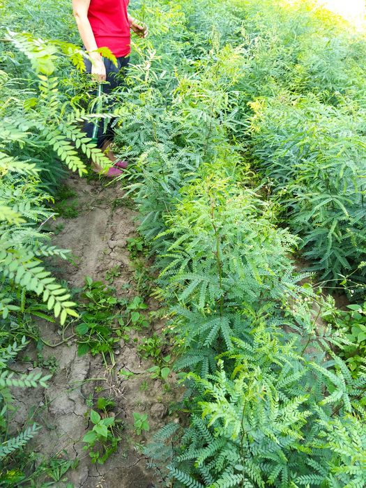 Puieți salcâm, gladiță-roscove, frasin,paltin ,arin,nuc