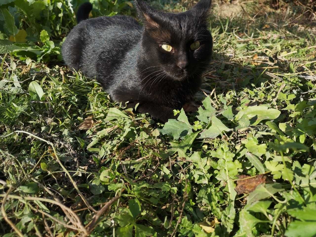 Кошки и котята в Термезе