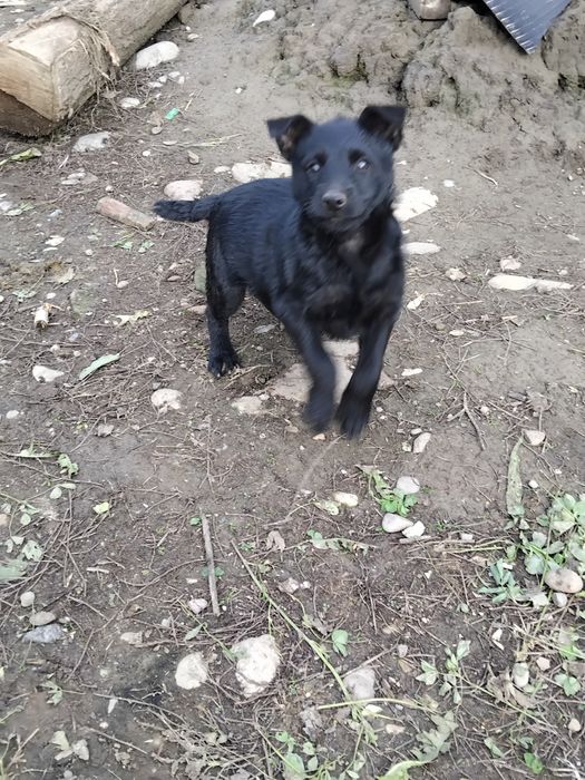 Donez cătelușă de 7 săptămâni