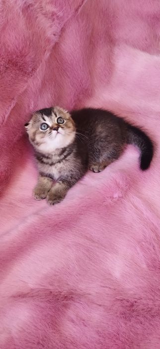 Шотландские котята