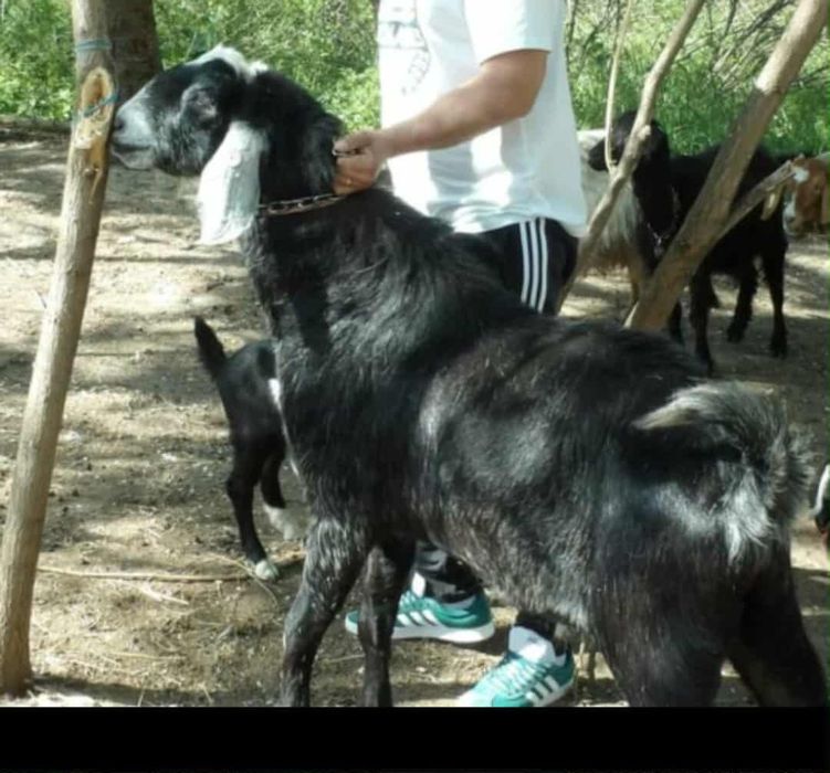 Țap anglonubian cu pedigree