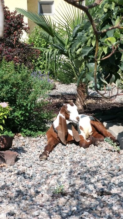 Козочка Красотка пароды Биталка  возраст 1.3 На