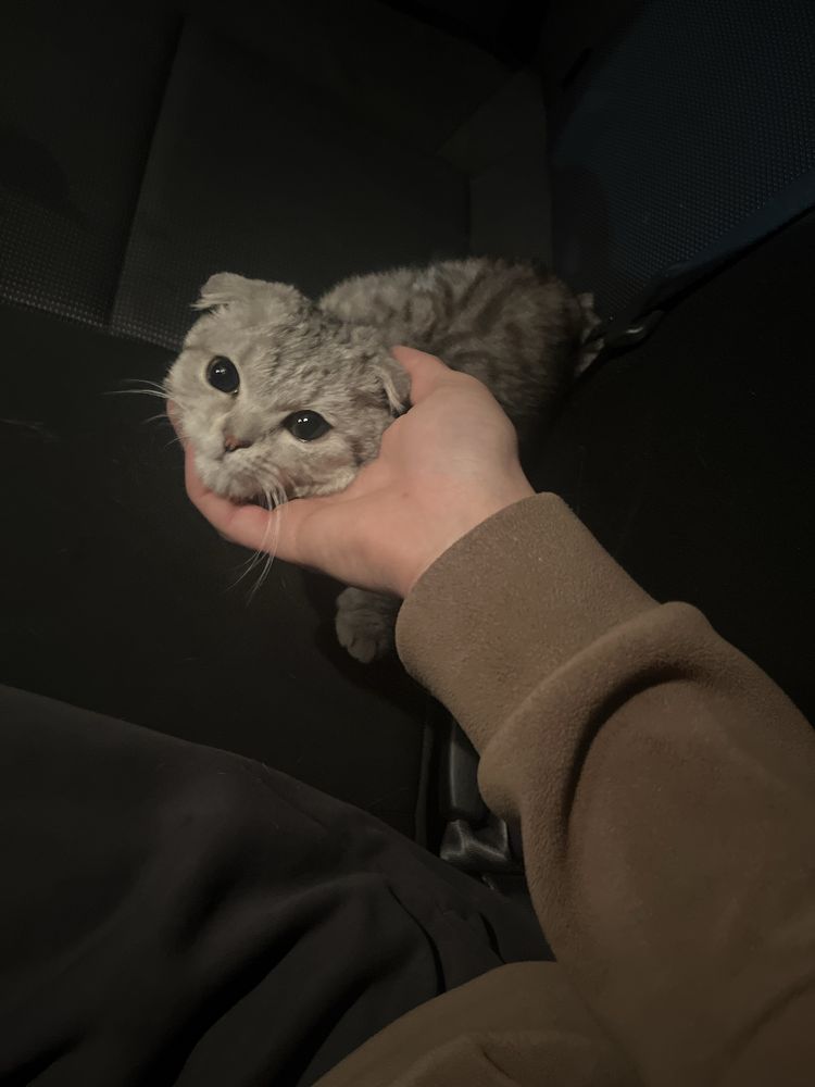 Мысык сатылады
