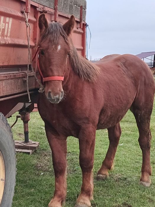 Vad manz smigreu de un an