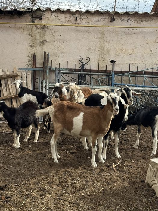 Продажа коз, хорошие животные для хозяйства,здоровые,молодые.