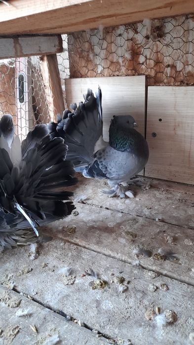 Porumbei voltati indieni