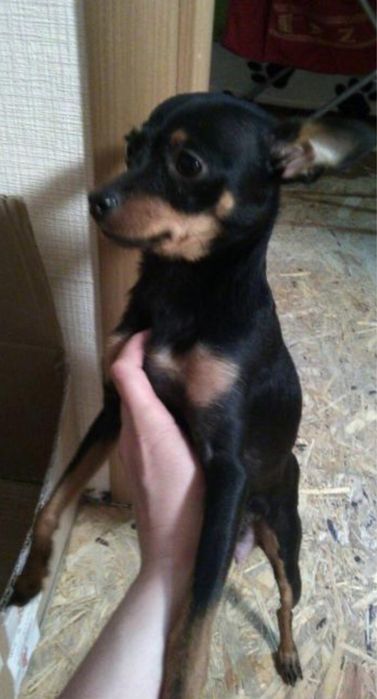 Мини той-терьер