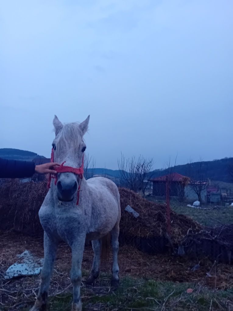 Vând sau schimb Armăsar