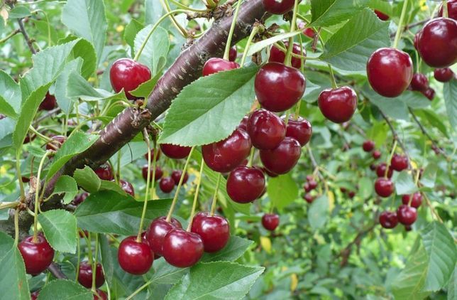 Вишня саженцы продаются по 700 и 1000