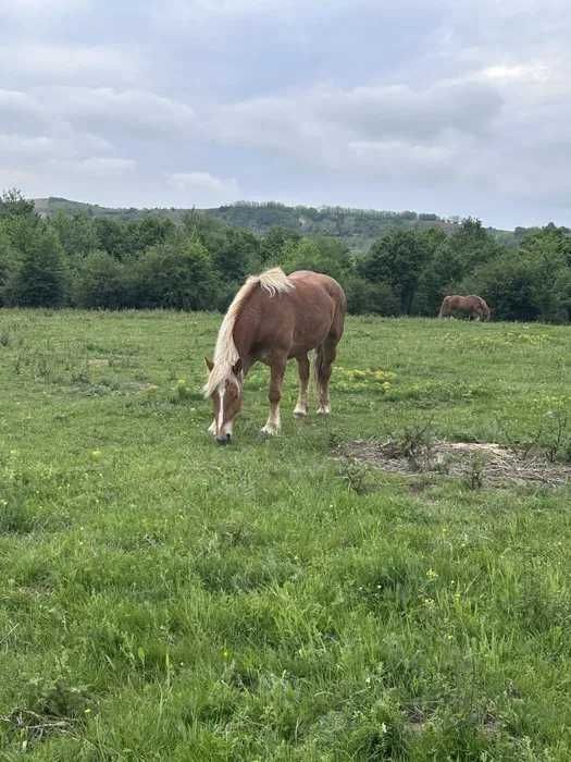Mânză de 3 ani (montate) de vânzare