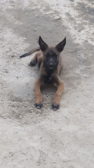 Belgiya avfcharkasi 2 oylik ota onasi toza qon