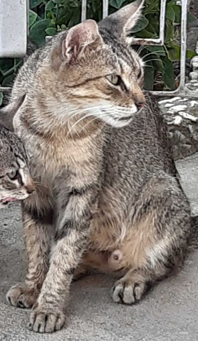 Pisica. Donez o pisica sterilizata