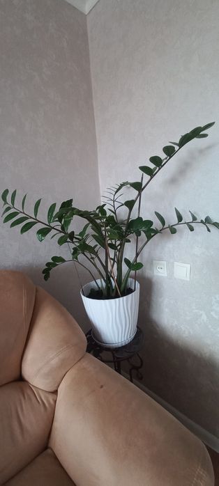 продаю Домашние цветы