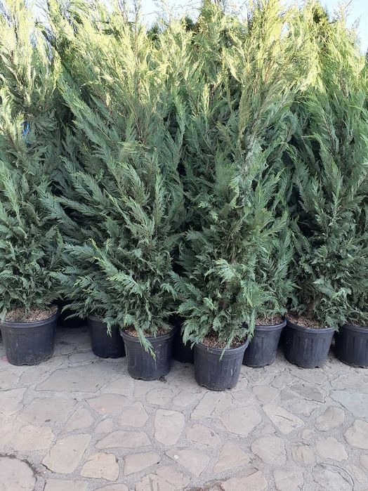 Tuia leylandi 1,6m 2,2m