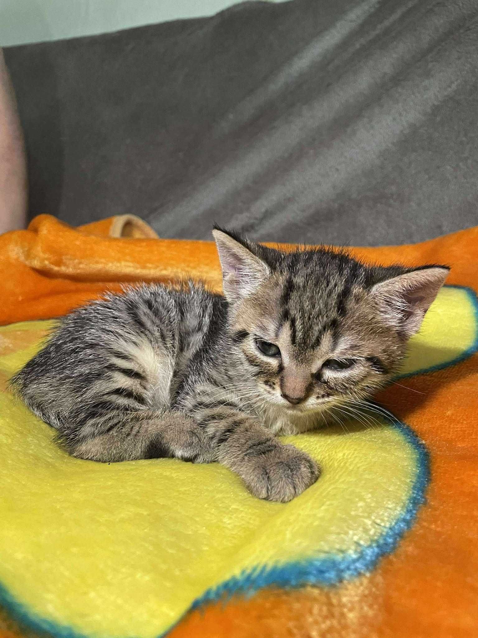 pisoi mic pentru adoptie