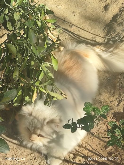 Britian Shinshilla Heyland!!!