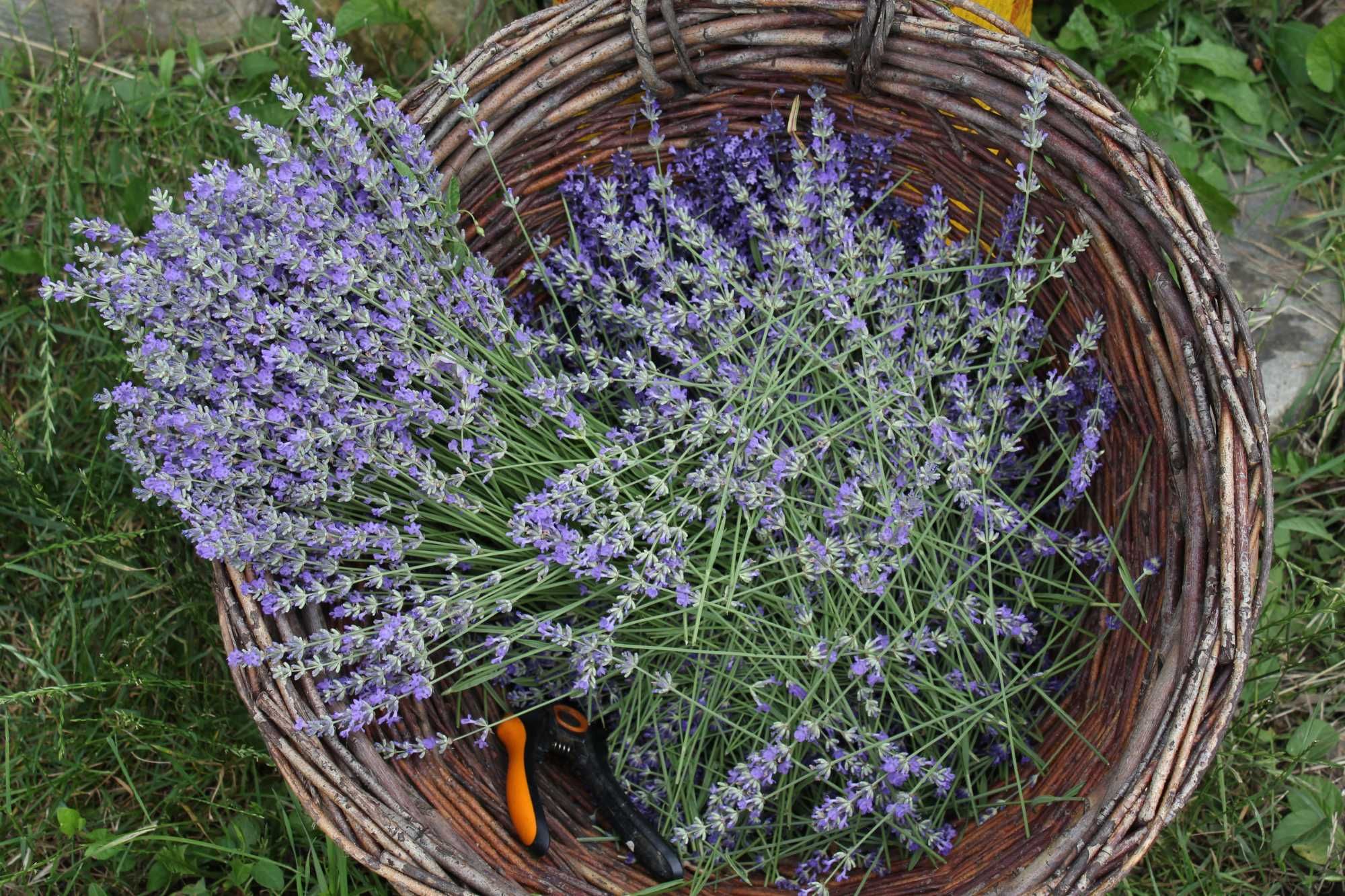 Ulei esential de lavanda