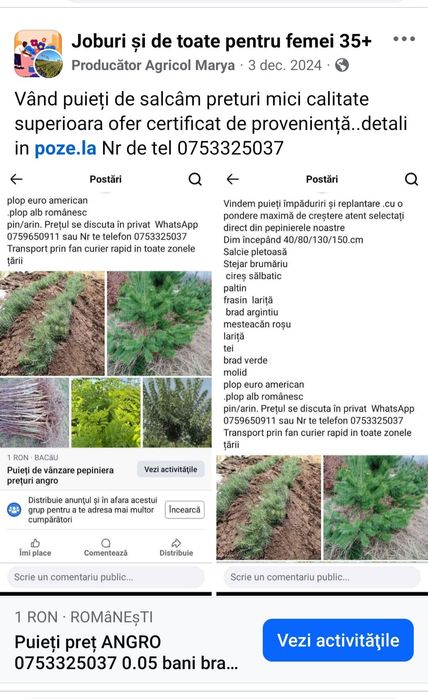 Puieti salcâm paltin plop tei pin ofertă